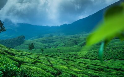 Medical Tourism in Kerala: The Land of Healing and Hospitality